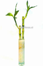 Pareja de Bambús rectos en paralelo en florero cilíndrico de vidrio. Importado directamente de China. Estilo barrido por el viento. (30cms alt. aprox.)